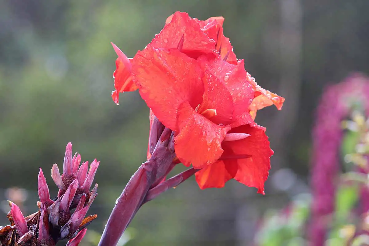 Una imagen horizontal de primer plano de una flor de lirio de canna roja con gotas de agua en los pétalos que se muestran en un fondo de enfoque suave.