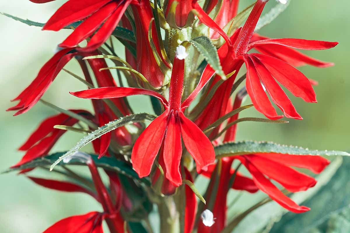 Una imagen vertical de cerca de Lobelia cardinalis roja brillante (flor cardinal) que crece en el patio trasero en un fondo de enfoque suave.