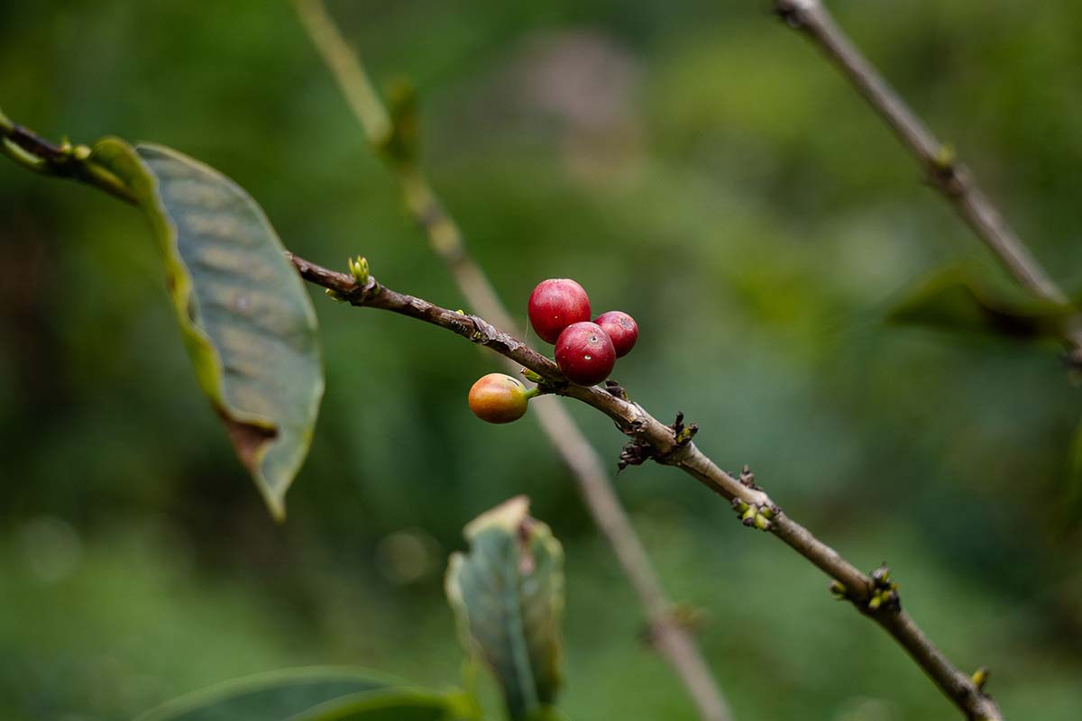 Una imagen horizontal de primer plano de la rama de una planta de café con bayas rojas maduras, representada en un fondo de enfoque suave.