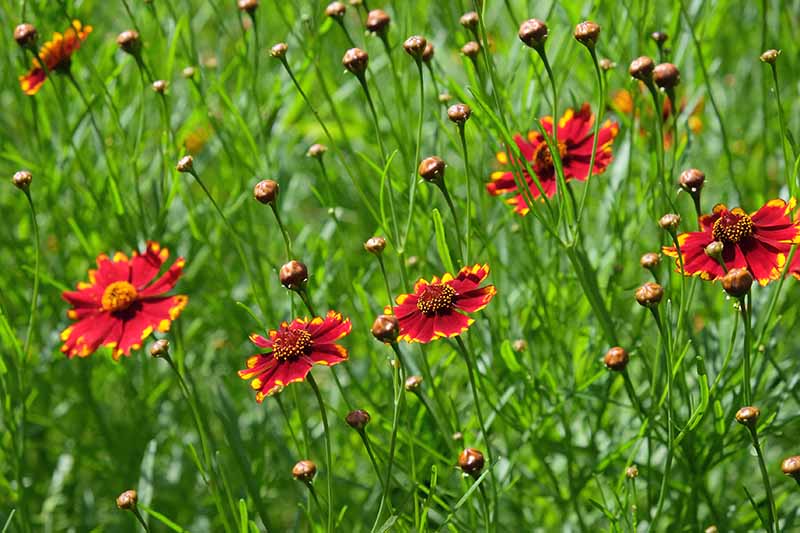 Una imagen horizontal de primer plano de flores coreopsis rojas brillantes que crecen en un prado fotografiado bajo un sol brillante.