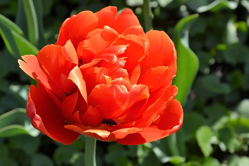 Una imagen horizontal de primer plano de una flor roja brillante, representada bajo el sol sobre un fondo de enfoque suave.