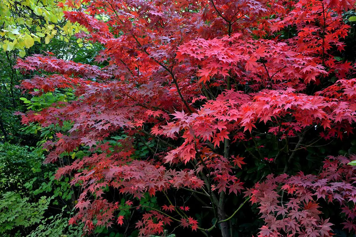 Una imagen horizontal de primer plano del follaje rojo brillante de Acer 'Bloodgood' que crece en el jardín.