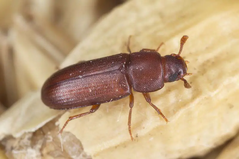 Una imagen horizontal de primer plano de un escarabajo de harina roja en la superficie de una vaina marrón.