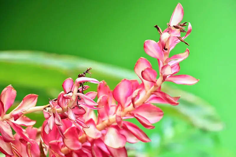Una imagen horizontal de primer plano de una flor de Alpinia galanga rosa brillante representada en un fondo verde de enfoque suave.