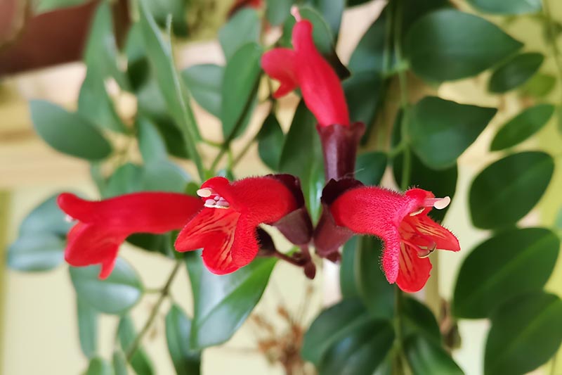Una imagen horizontal de cerca de las flores de color rojo brillante en Aeschynanthus radicans, también conocida como planta de pintalabios.