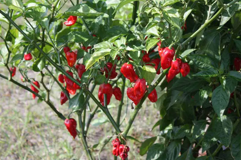 Un primer plano de una gran planta 'Bhut Jolokia' con abundancia de frutos rojos maduros, creciendo en el jardín bajo el sol brillante sobre un fondo de enfoque suave.