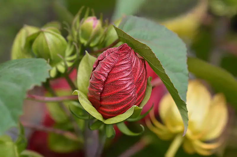 Un primer plano del botón floral de un H. moscheutos rojo que crece en el jardín, rodeado de follaje sobre un fondo de enfoque suave.