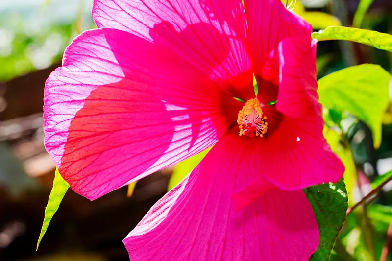 Un primer plano de una flor roja brillante de H. moscheutos bajo el sol brillante sobre un fondo de enfoque suave.