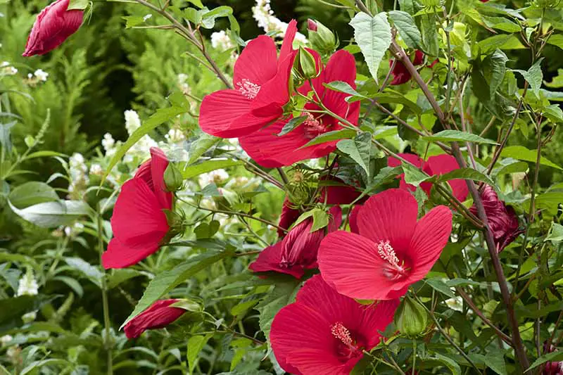 Un primer plano del arbusto H. moscheutos que crece en el jardín con flores de color rojo brillante, con flores blancas en un enfoque suave en el fondo.