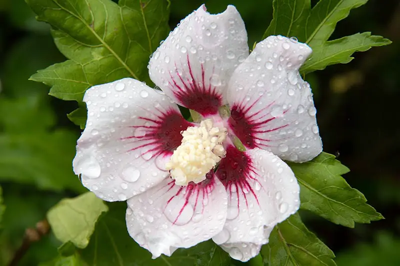 Un primer plano de una flor blanca con un ojo de color rojo intenso y rayas rojas a lo largo de los pétalos con follaje verde en el fondo que se desvanece en un enfoque suave.