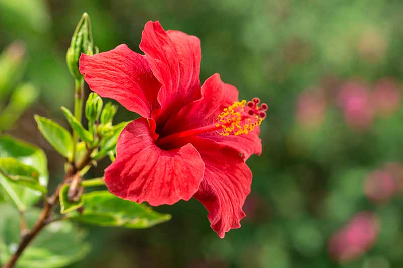 Un primer plano de una flor de hibisco tropical roja que crece en el jardín a la luz del sol sobre un fondo verde de enfoque suave.