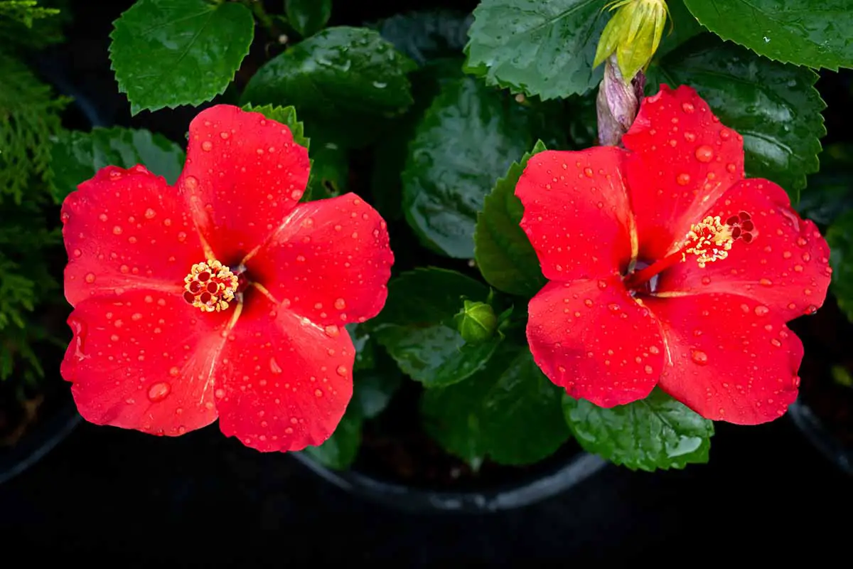 Una imagen horizontal de primer plano de flores de hibisco rojo brillante que crecen en un recipiente grande en el interior.
