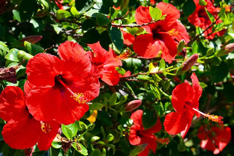 Un primer plano de un arbusto de hibisco tropical que crece en el jardín con flores de color rojo brillante bajo el sol que se desvanece en un enfoque suave en el fondo.