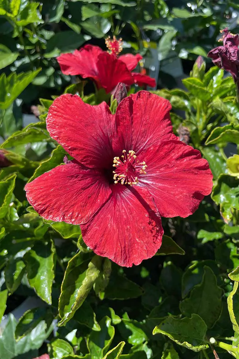 Una imagen vertical de cerca de flores de hibisco rojo brillante que crecen en el jardín fotografiadas bajo el sol brillante.