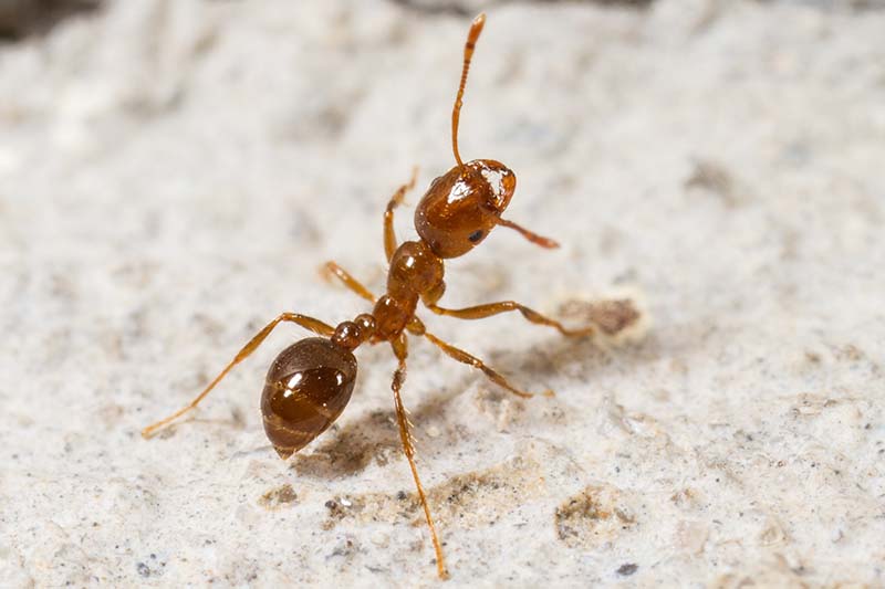 Una imagen horizontal de primer plano de una hormiga de fuego roja importada sobre una superficie de color beige claro.