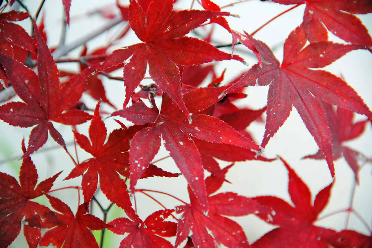 Una imagen horizontal de primer plano del follaje de otoño rojo de un Acer palmatum en un fondo de enfoque suave.