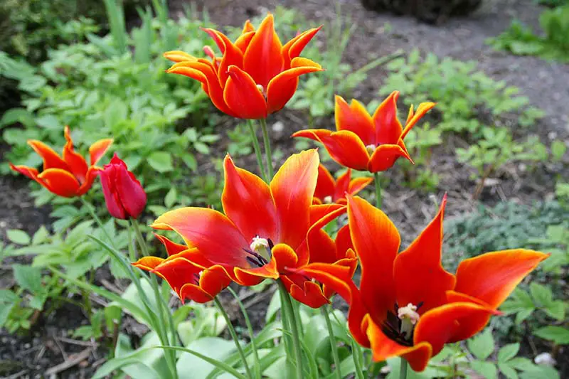 Una imagen horizontal de primer plano de un tulipán de flores de lirio bicolor rojo y amarillo que crece en el jardín, con arbustos en un enfoque suave en el fondo.
