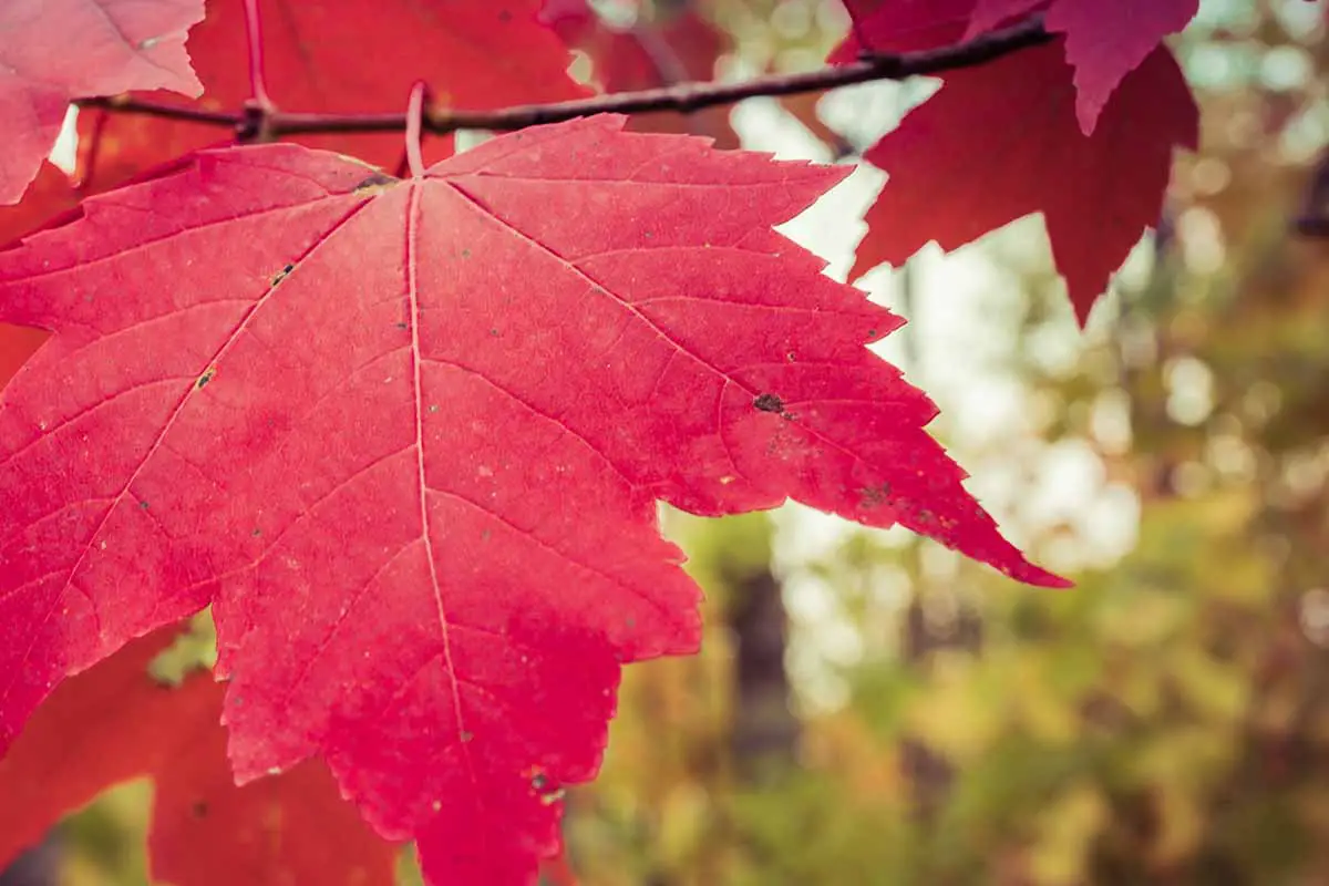 Una imagen horizontal del follaje de otoño rojo brillante de un árbol Acer rubrum.