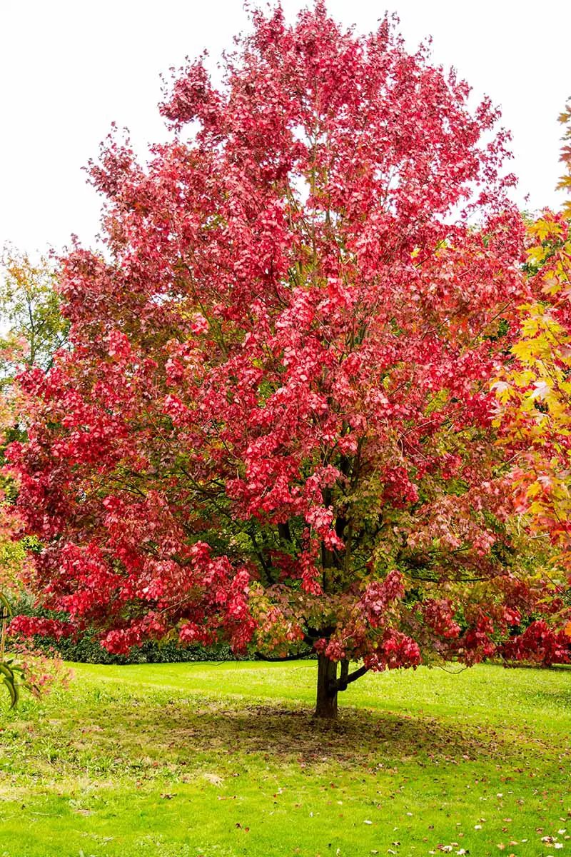 Una imagen vertical de un Acer rubrum 'October Glory' creciendo en el jardín.