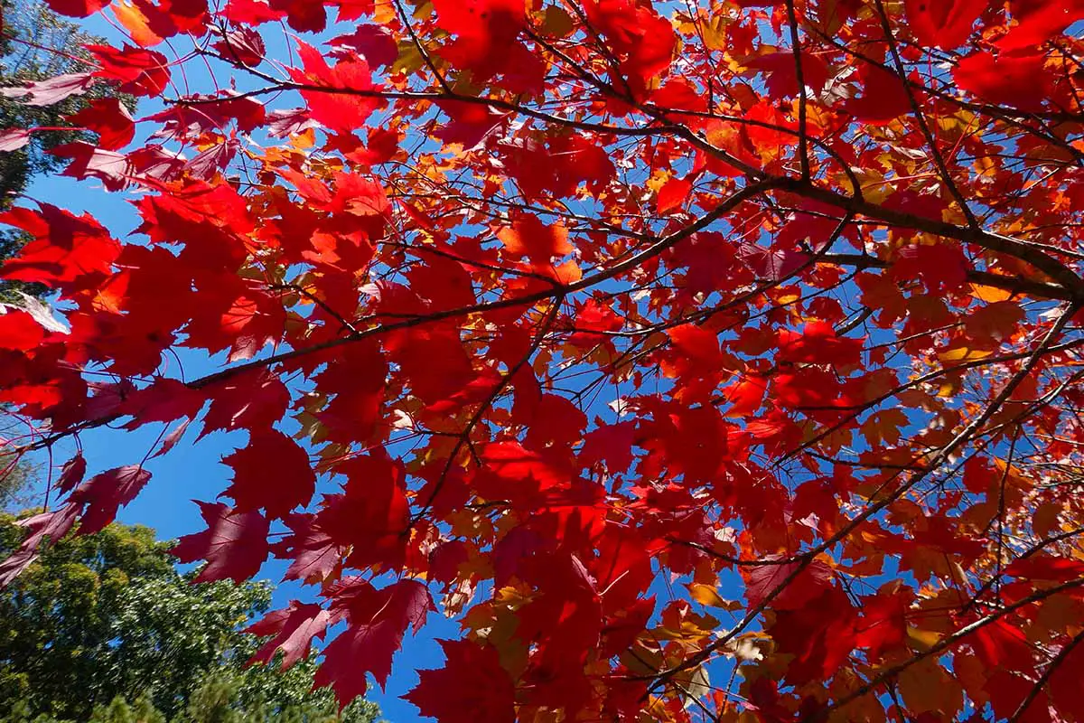 Una imagen horizontal de follaje rojo brillante de Acer rubrum en un fondo de cielo azul.