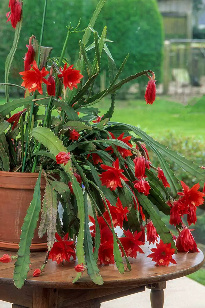 Una imagen vertical de cerca de un cactus de orquídea roja en plena floración que crece en una maceta sobre una mesa de madera al aire libre.