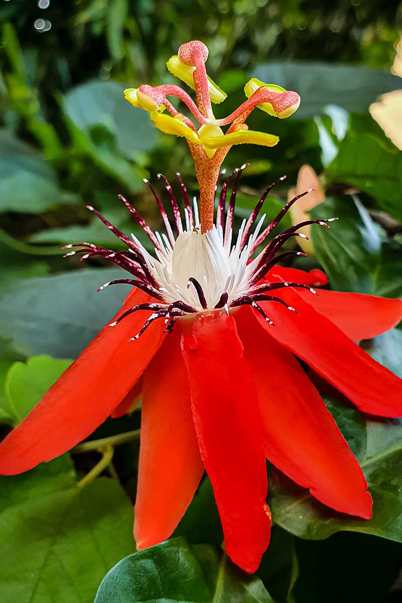 Una imagen vertical de primer plano de una flor de pasión roja con filamentos blancos y burdeos en un fondo de enfoque suave.
