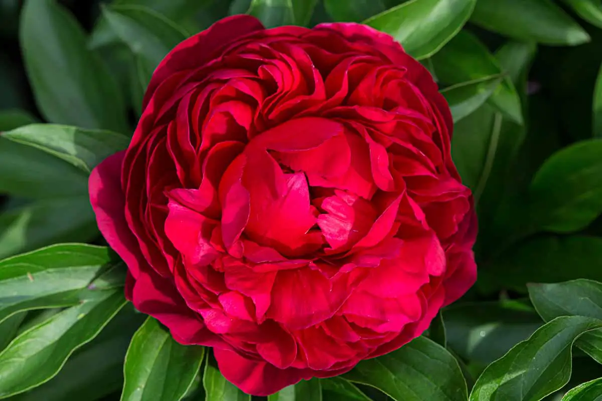 Una imagen horizontal de primer plano de una flor roja 'Diana Parks' con follaje en un enfoque suave en el fondo.