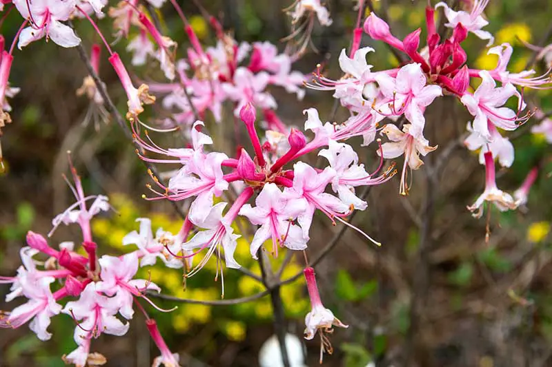 Una imagen horizontal de primer plano de las flores del pinkster de Florida en un fondo de enfoque suave.