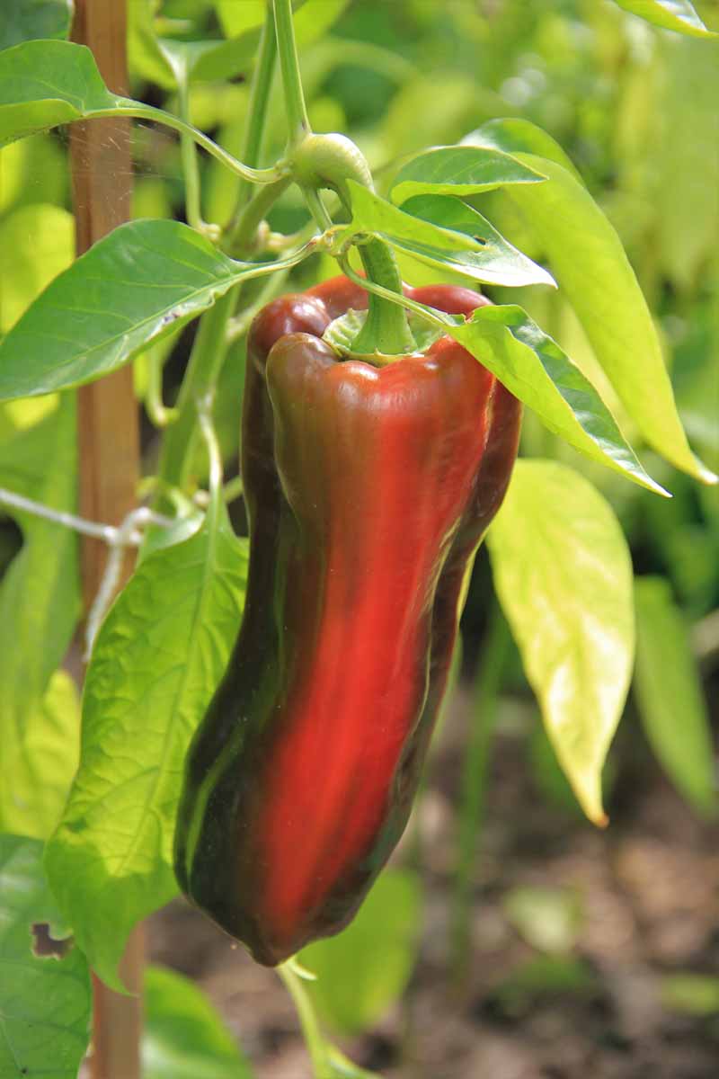 Una imagen vertical de cerca de un chile poblano que crece en el jardín y que comienza a ponerse rojo a medida que madura.