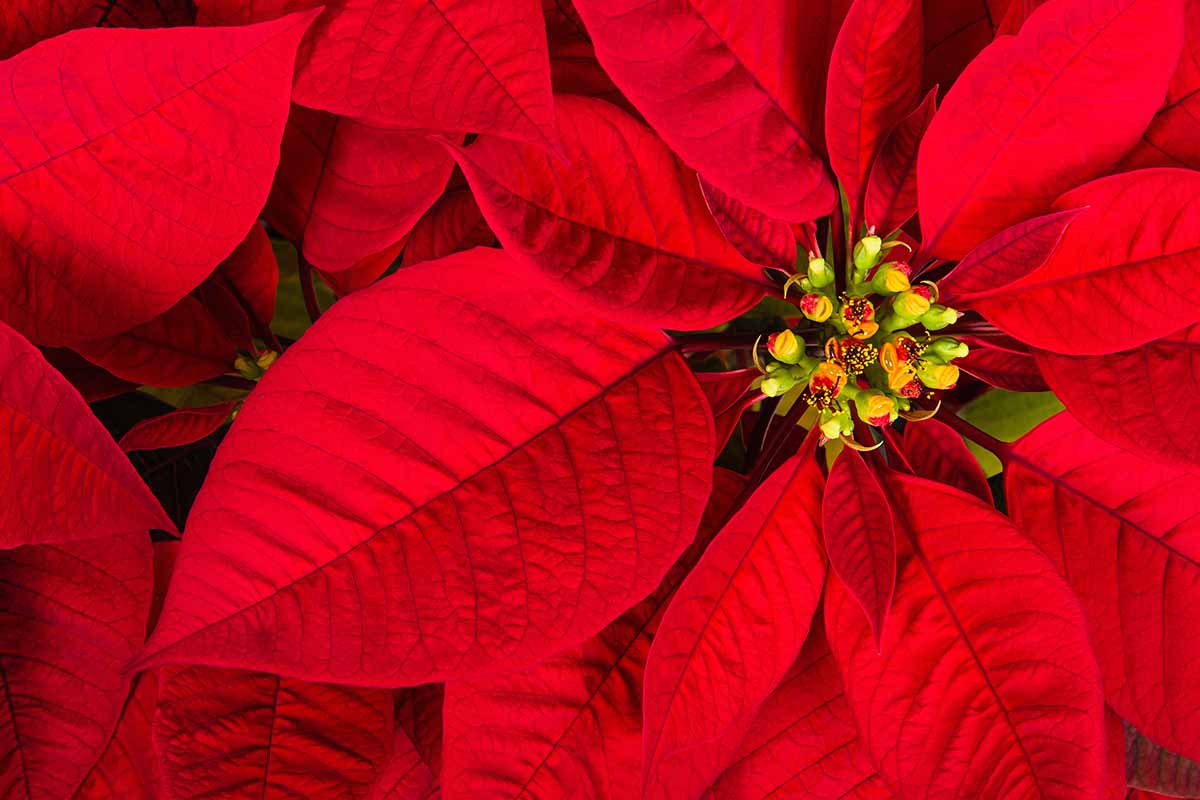 Una imagen horizontal de primer plano de las brácteas de color rojo brillante y las pequeñas flores de una planta de poinsettia.