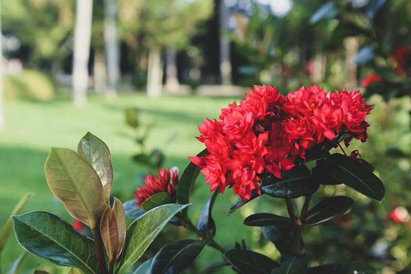 Una imagen horizontal de primer plano de flores de rododendro rojo brillante que crecen en el jardín representadas en un fondo de enfoque suave.