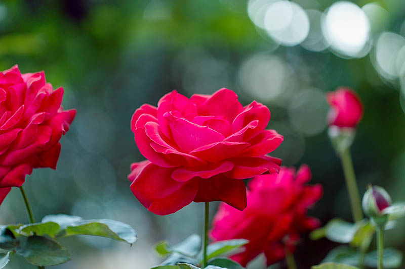 Una imagen horizontal de cerca de flores rojas brillantes que crecen en el jardín en un fondo de enfoque suave.