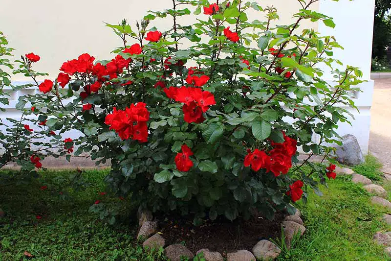Una imagen horizontal de cerca de un arbusto de rosas rojas que crece fuera de una residencia.