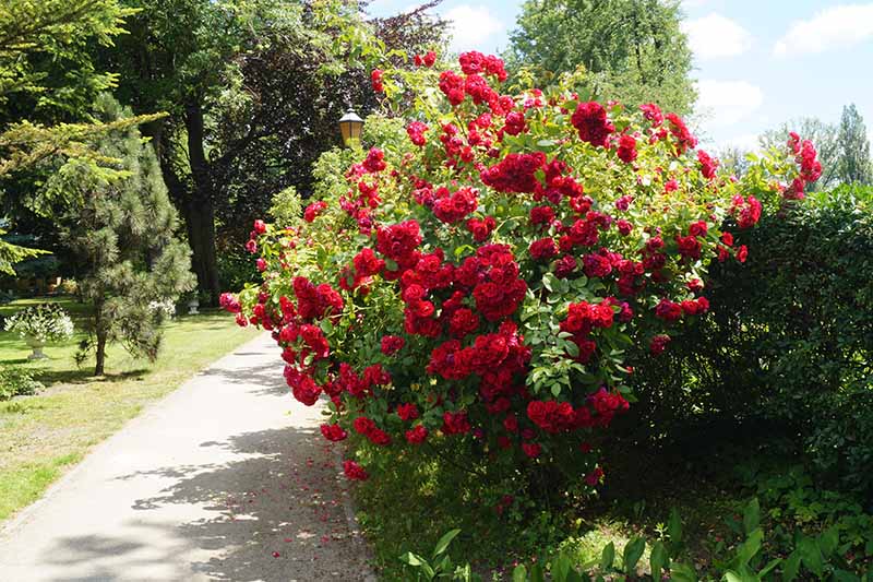 Una imagen horizontal de primer plano de un camino a través de un parque con árboles a la izquierda del marco y un gran arbusto de rosas con flores rojas a la derecha.
