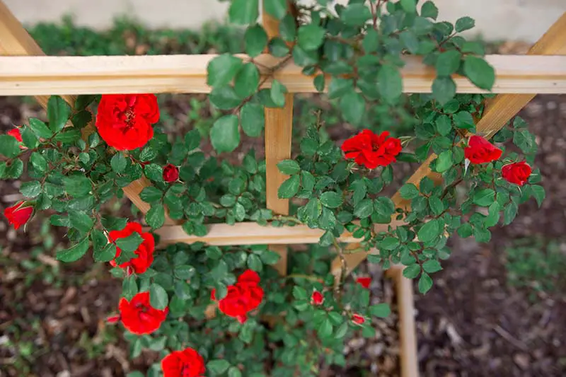 Una imagen horizontal de cerca de rosas rojas brillantes que crecen en un enrejado de madera en un fondo de enfoque suave.