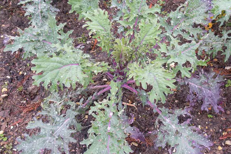 Una imagen de arriba hacia abajo de la variedad 'Red Russian' de Brassica oleracea, que crece en el jardín con hojas cubiertas de gotas de agua y suelo visible en el fondo.