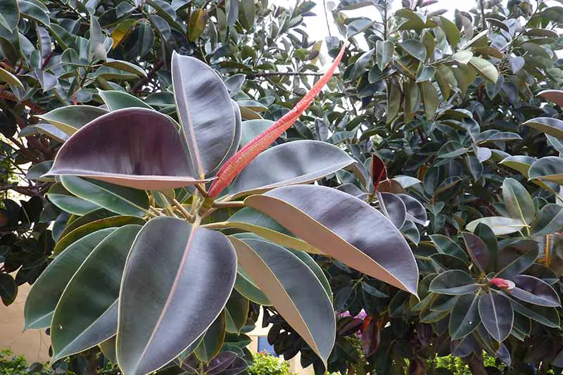 Una imagen horizontal de cerca de una vaina roja que crece en una planta de Ficus elastica en el jardín.