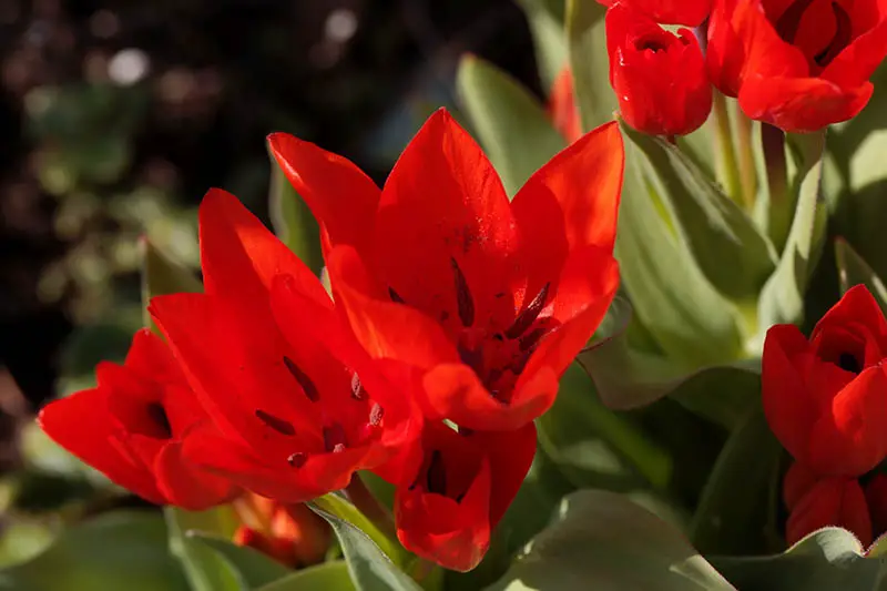Una imagen horizontal de primer plano de flores de tulipa praestans de color rojo brillante representadas a la luz del sol sobre un fondo de enfoque suave.