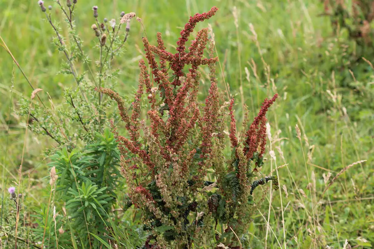 Una imagen horizontal de acedera roja que crece al lado de un campo.