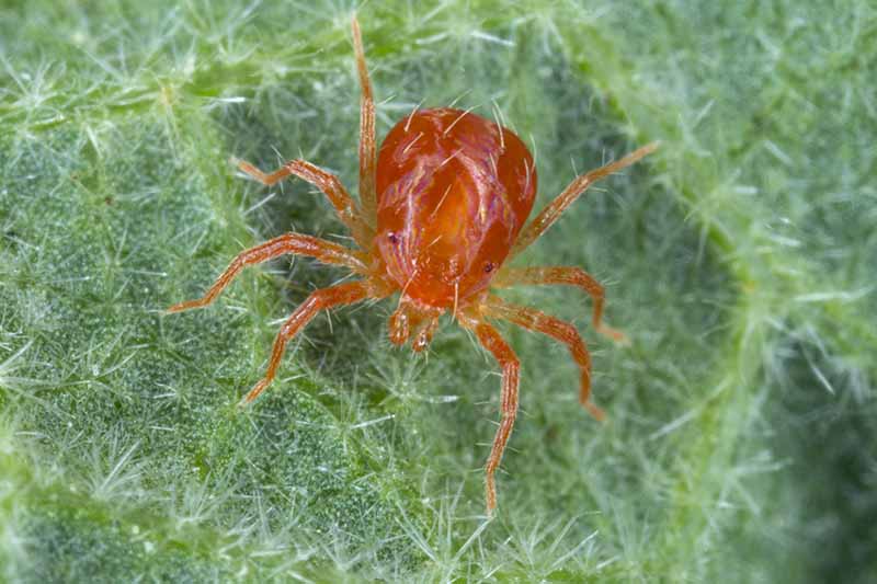 Una imagen horizontal de cerca de una araña roja alimentándose de la hoja de una planta.