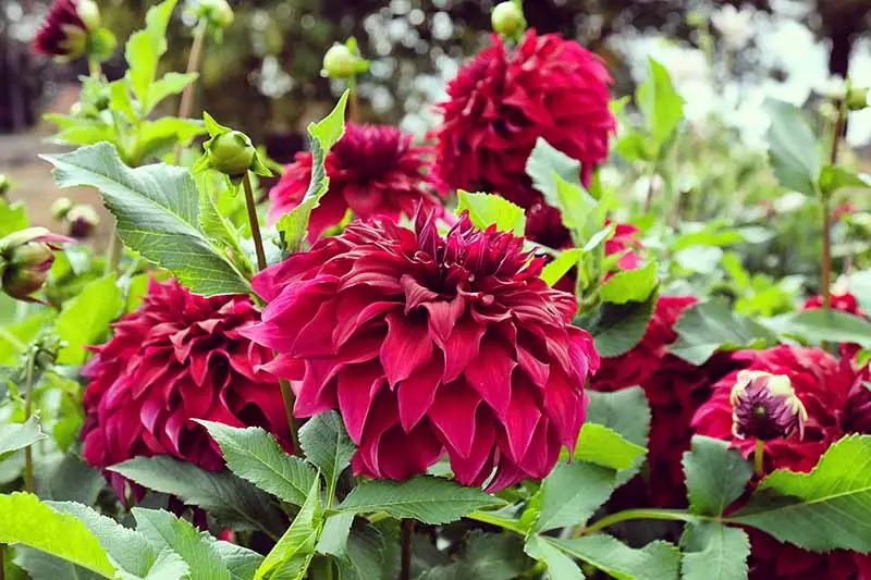 Una imagen horizontal de primer plano de flores de dalia estelar rojo oscuro que crecen en el jardín representadas en un fondo de enfoque suave.