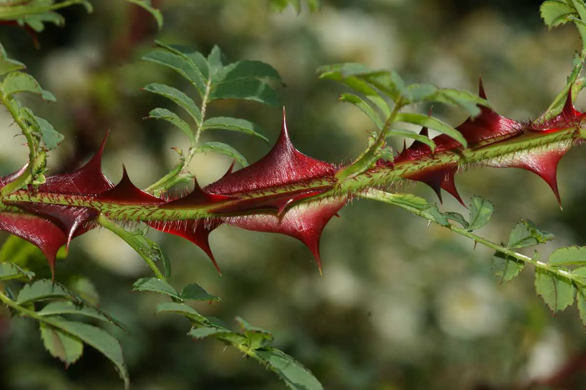 Una imagen horizontal de cerca de un tallo de una rosa de espino que muestra las grandes espinas rojas.