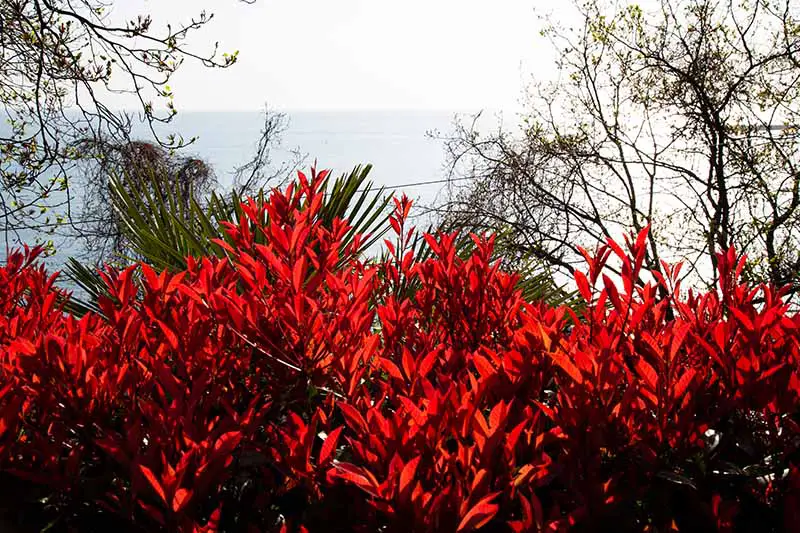 Una imagen horizontal de P. x fraseri 'Little Red Robin' creciendo como un seto en un jardín costero con el mar de fondo.