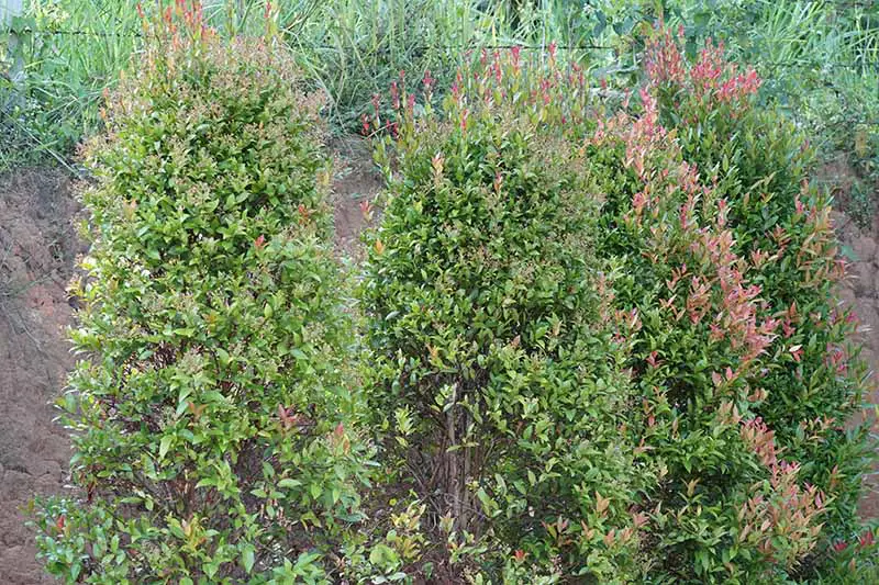 Una imagen horizontal de cerca de arbustos ornamentales que crecen en un banco en el jardín.