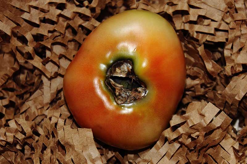 Un primer plano de un tomate maduro rojo colocado en papel marrón triturado, que padece una afección conocida como pudrición del extremo de la flor, en la que la parte inferior de la fruta se oscurece y se pudre, en una imagen con luz tenue.