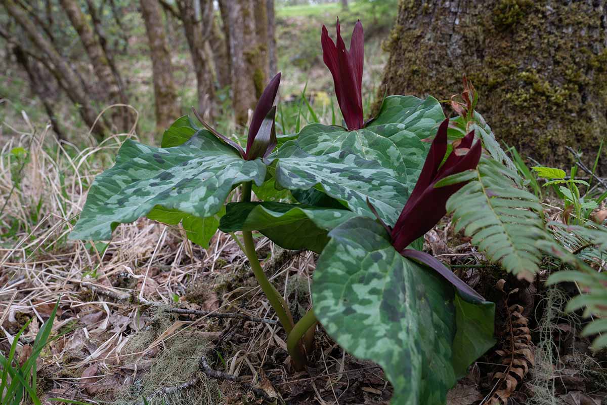 Una imagen horizontal de primer plano de Trillium kurabayashii creciendo en un entorno boscoso.