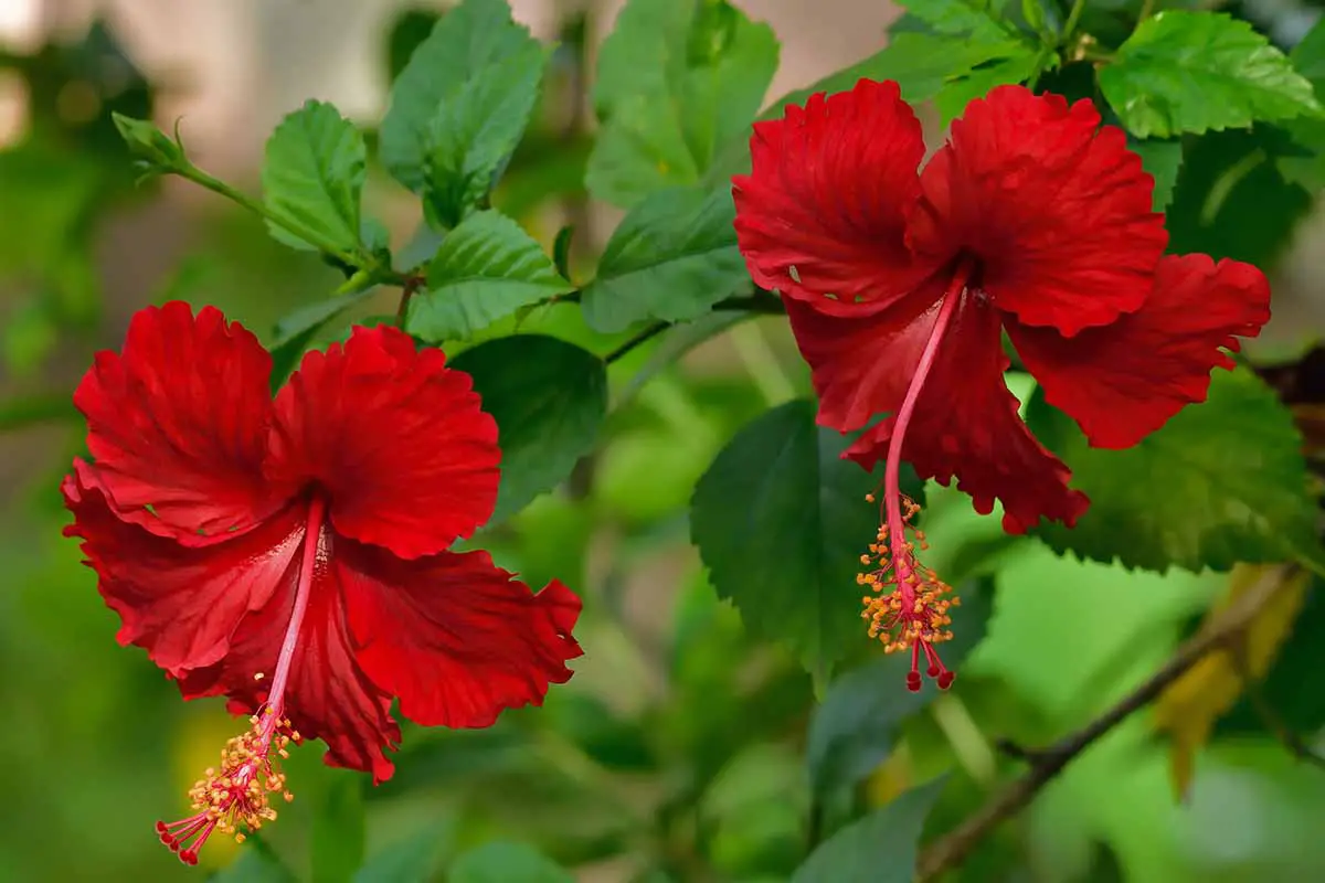 Una imagen horizontal de primer plano de flores de hibisco tropical rojo (H. rosa-sinensis) que crecen en el jardín en un fondo de enfoque suave.