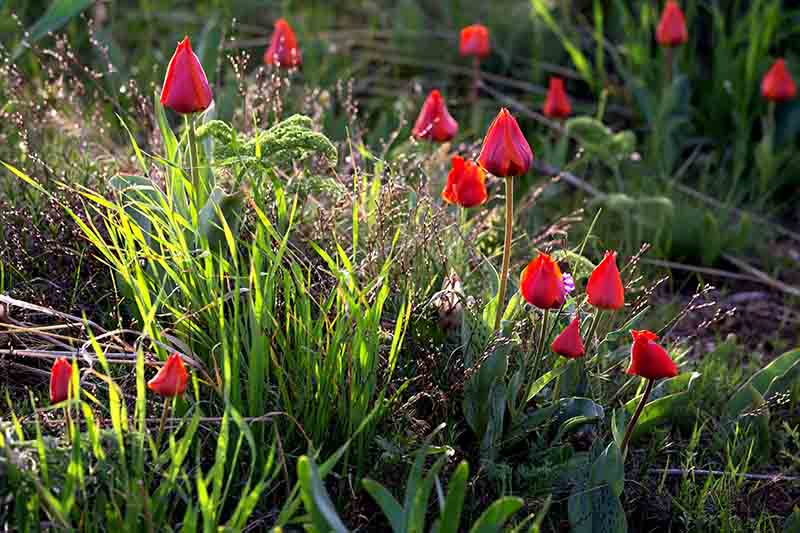 Un primer plano de las flores de tulipanes rojos que crecen en un jardín de primavera a la luz del sol, rodeado de vegetación en un fondo de enfoque suave.