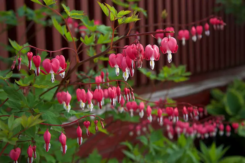Una escena de jardín con una gran planta de L. spectabilis en primer plano, la variedad 'Valentine' está floreciendo con sus características flores rojas y blancas.  En el fondo hay una valla de color burdeos con un enfoque suave.