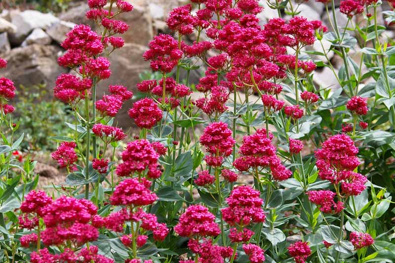 Una imagen horizontal de cerca de las flores rojas de Centranthus ruber en flor en un paisaje otoñal.